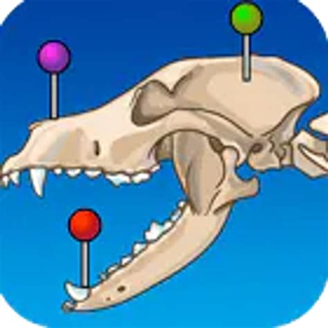 Tutorial Win Vet 的图像结果