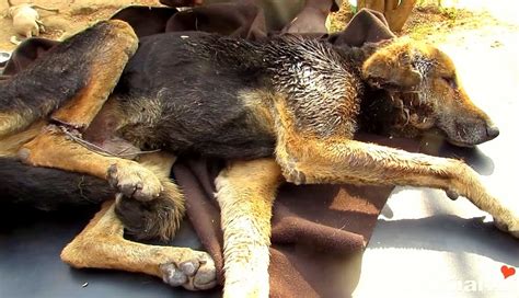 Image result for Dog Infested with Maggots