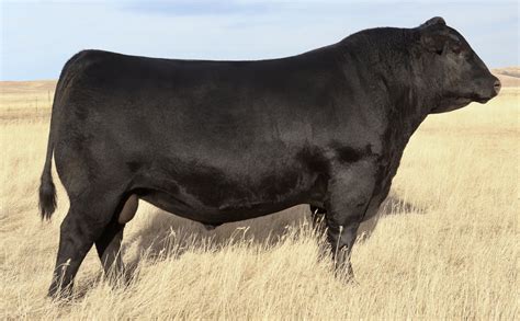 Herd Sires — Spinelli Angus Ranch