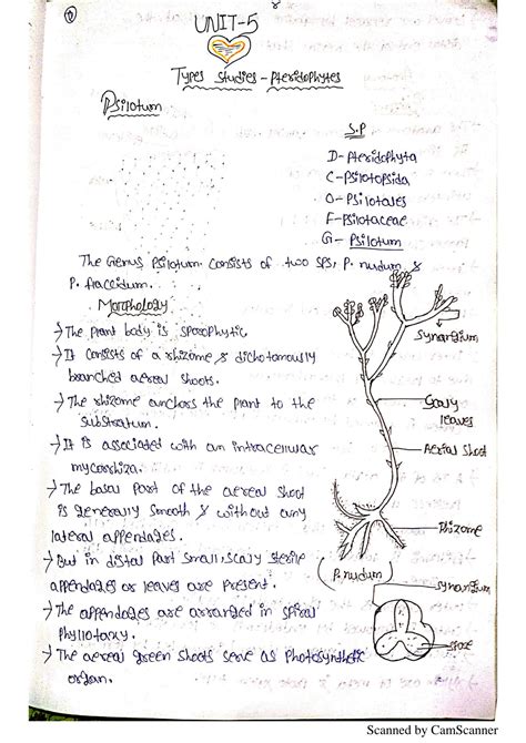 SOLUTION: Types studies pteridophytes archegoniate pdf - Studypool