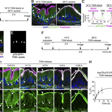 Image result for Forward Genetic Screen