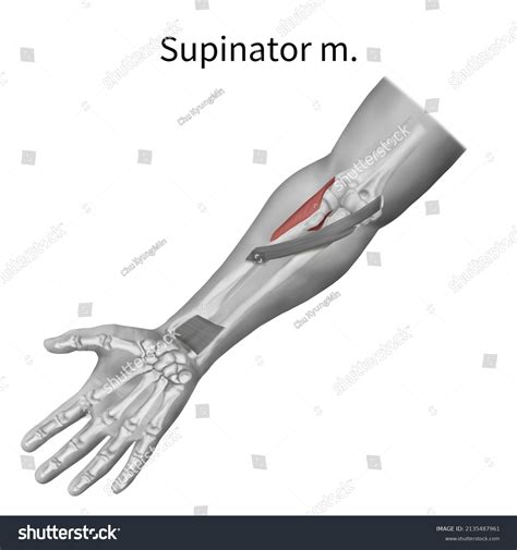 Image result for Supinator Muscle Function
