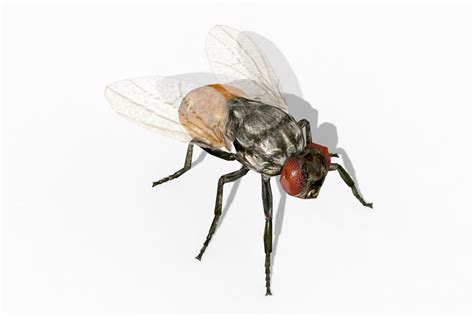 Image result for Free Fly Camera Unity