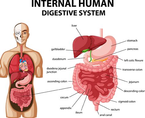 Image result for Basic Digestive System