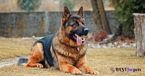 12 Most Aggressive Dog Breeds In The World