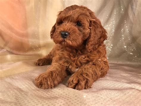 Image result for Red Mini Cockapoo