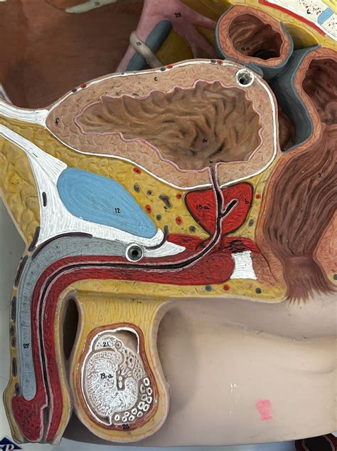 Image result for Male Reproduction Model