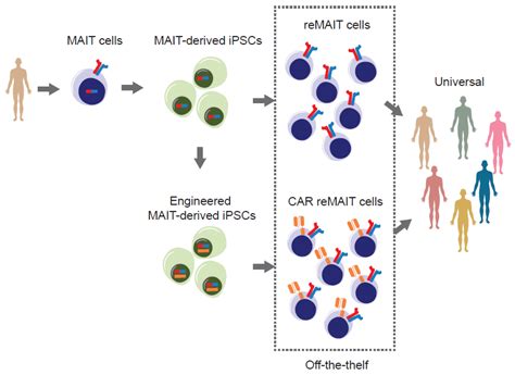 Harnessing the Power of Mucosal-Associated Invariant T (MAIT) Cells in ...