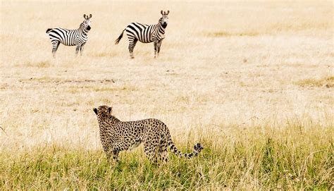 Image result for Prey vs.Predator