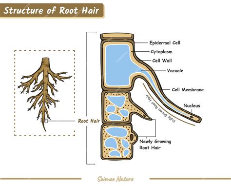 Premium Vector | Structure of root hair