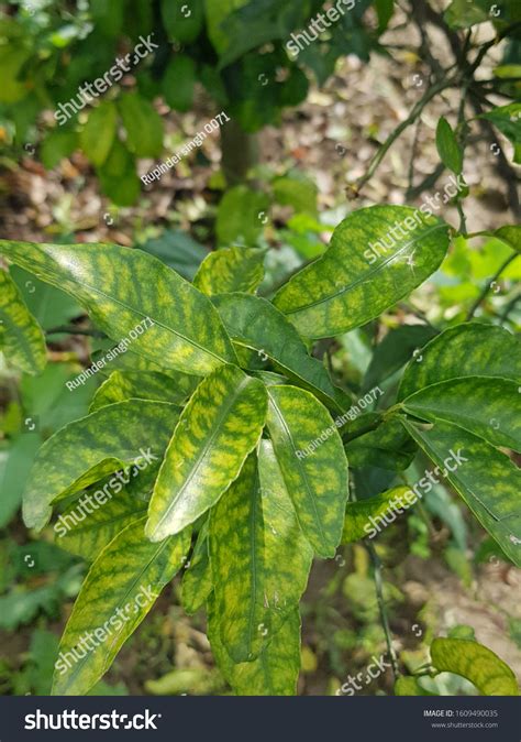 Zinc Deficiency Symptoms Plants at Kelly Coughlin blog