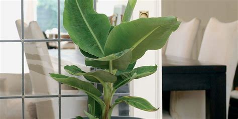 Plants Point Rare Dwarf Tissue Culture Red Banana Musa acuminata 'Red ...