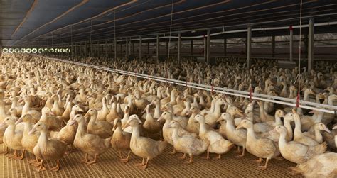 Long Island’s Last Duck Farm Rebuilds After Avian Flu