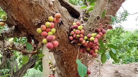 Sycamore Root | गूलर की जड़ के लाभ | Gular Root Ka Mahatva In Hindi ...