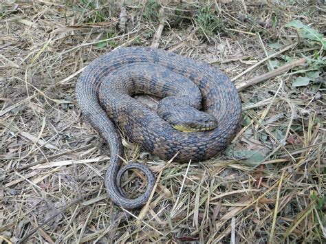Diamondback Water Snake (Nerodia rhombifer) - Reptiles and Amphibians ...
