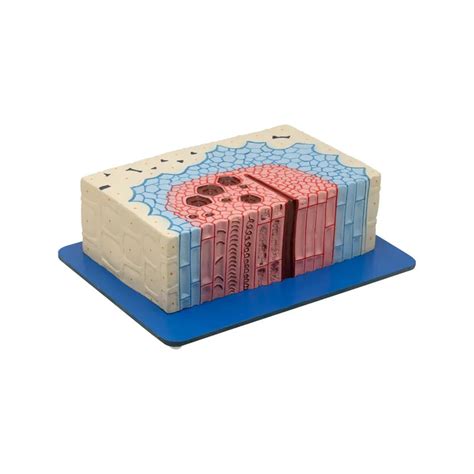Buy PLANT TISSUE CAMBIUM MODEL at Best Prices online in India from ...