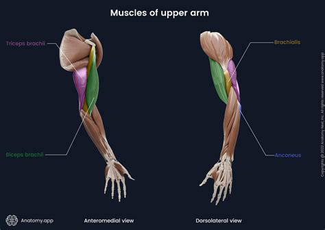 Bicep Muscles Anatomy