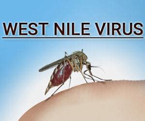 West Nile virus effects 7 year old in Kerala, Know about the Disease