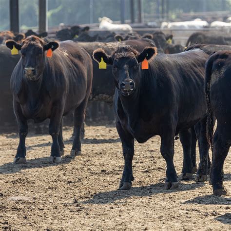 U.S. livestock: 'Cattle on feed' report supports prices - AgCanada