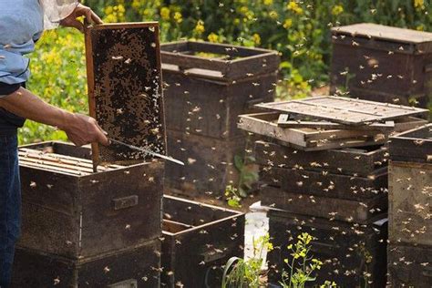 春季养蜂技术 - 致富热