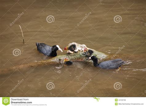Pair of coots with chicks stock photo. Image of waterlife - 44120706