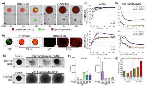 Scaffold-Based (Matrigel™) 3D Culture Technique of Glioblastoma ...