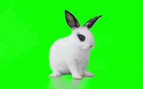 Image result for Bunny Rabbit Running