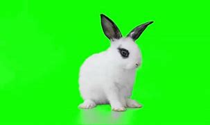 Image result for Baby Rabbit Facts