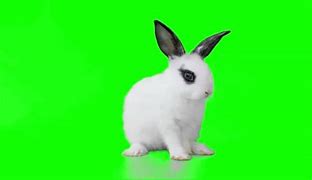 Image result for Adorable Bunny Rabbits