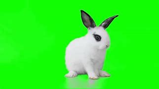 Image result for Rabbit Canvas Art