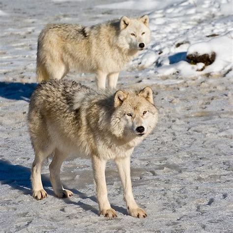 Arctic Wolves 的图像结果