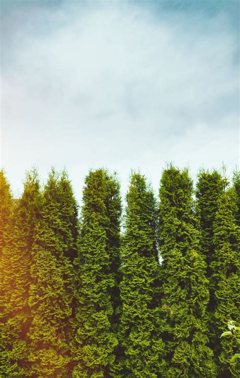 25 tall evergreen shrubs