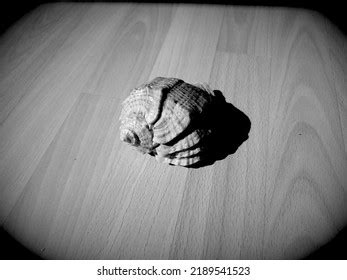 Image result for Black and White Shell Script