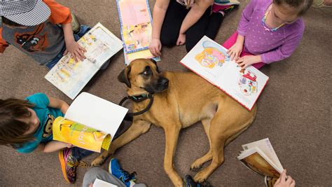 What Do Therapy Dogs Do In Schools