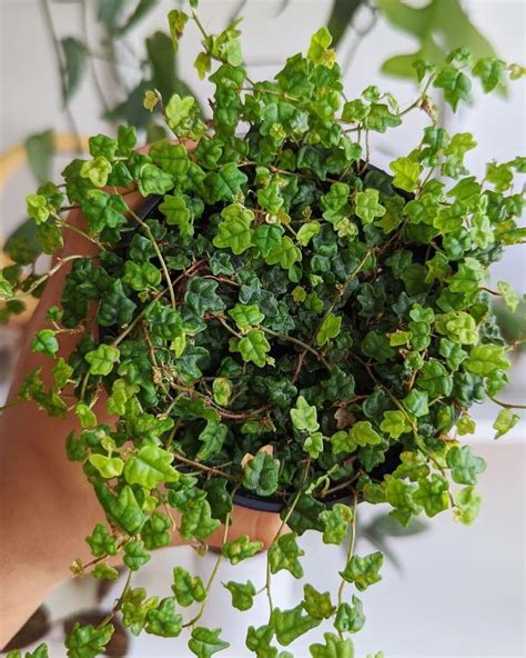 30 Types Of Trailing String Succulents Pictorial Guide