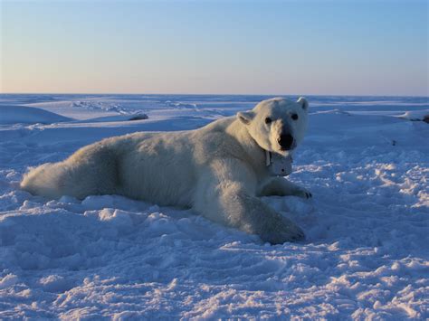 Polar Bears Predators