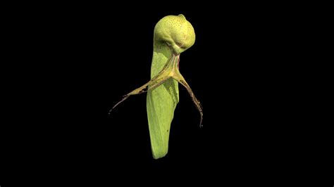 Darlingtonia californica - 3D model by Cal Poly Humboldt Library ...