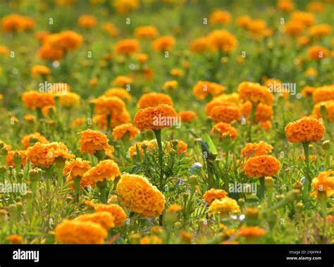 Large flower bed with orange marigolds Stock Photo - Alamy