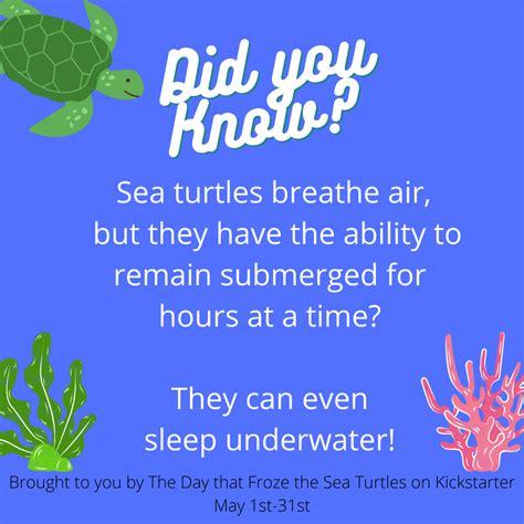 Facts about turtles!