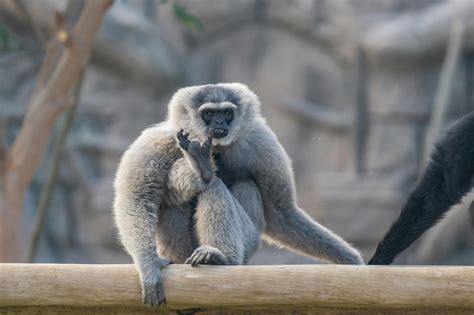 Middle Finger Monkey Photos, Download The BEST Free Middle Finger ...