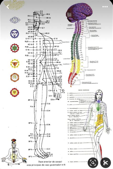Pin by Prosperios on Body & nerves in 2024 | Acupuncture, Holistic ...