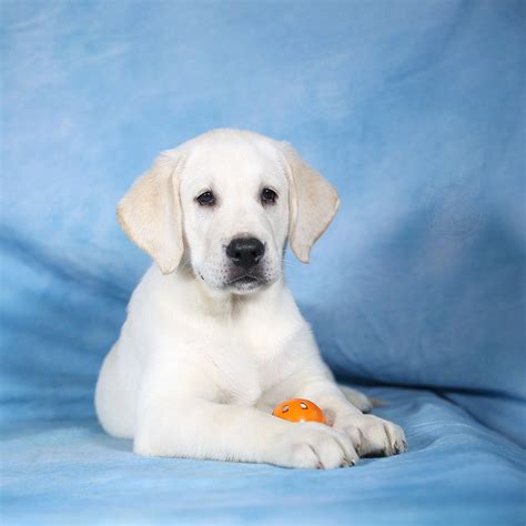 纯种拉布拉多犬幼犬狗狗出售 宠物拉布拉多犬可支付宝交易 拉布拉多犬 /编号10100901 - 宝贝它