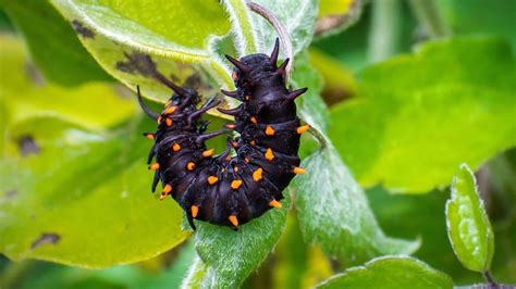 Do Caterpillars Sleep? - A-Z Animals