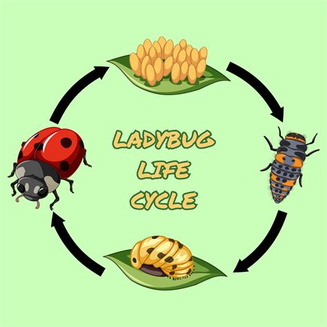 Image result for Ladybug Life Cycle Printable