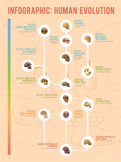 https://earthhow.com/human-evolution-timeline/#infographic | Human evolution, Hominid, Evolution