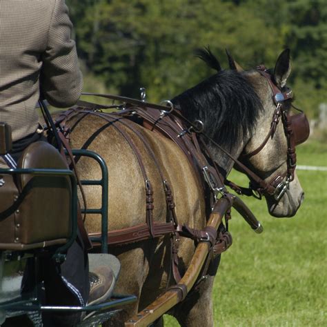 Activating The Rein | Coachman's Delight