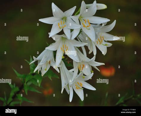 Weiße Madonna - Lily, Lilium Candidum Stockfotografie - Alamy