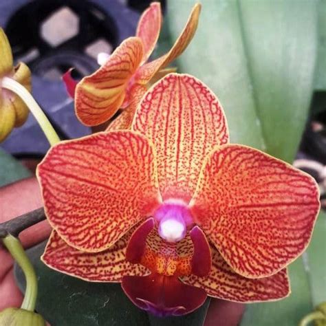 Dtps. Fangmei Sweet 9816