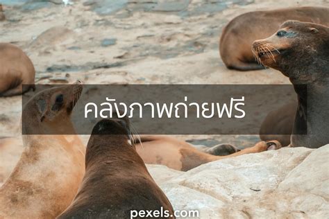 Image result for How to Know MySQL Command Line Password