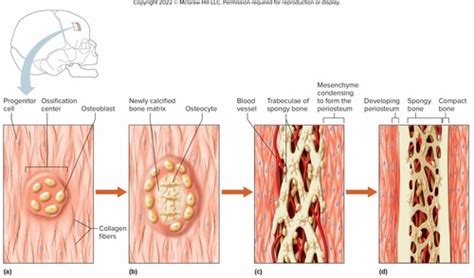 Bone Development Algorithm 的图像结果